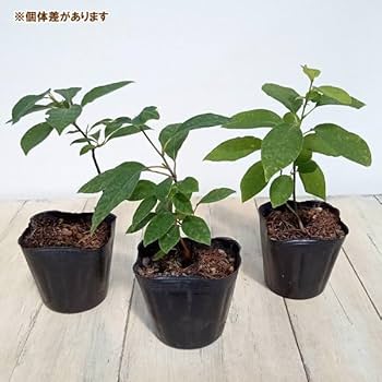 Amazon.co.jp: クロモジ（黒文字） 3.5号ポット[盆栽に][樹木の